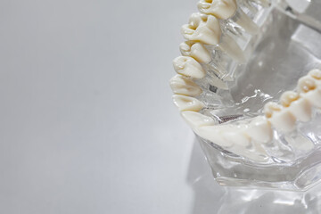 Teeth education model. Shallow dof