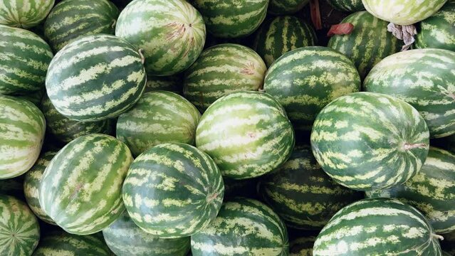 Watermelons on the fruit and vegetable market. Uzbekistan - June 29, 2023: Goods and traders at the Oriental Bazaar. Siab Bazaar is the largest and oldest bazaar in Samarkand. 4K