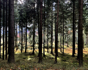 Nadelwald im Gegenlicht