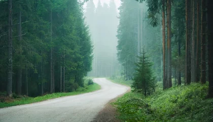 Foto op Plexiglas Misty road in fir forest. Natural scenery. Green nature © hardvicore