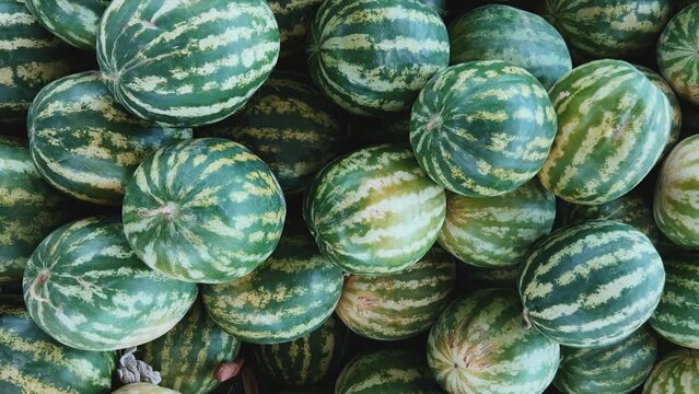 Watermelons on the fruit and vegetable market. Uzbekistan - June 29, 2023: Goods and traders at the Oriental Bazaar. Siab Bazaar is the largest and oldest bazaar in Samarkand. 4K