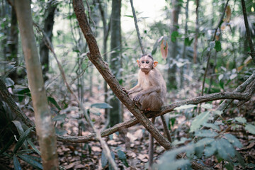 Fototapeta na wymiar Singe dans une forêt de Goa en Inde