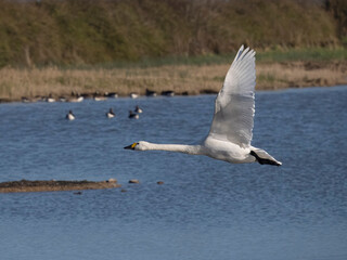 Bewicks swan, Cygnus columbianus bewickii,
