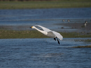 Bewicks swan, Cygnus columbianus bewickii,