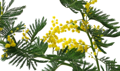 Mimosa branch and flowers, blooming Acacia Dealbata, isolated on white, clipping