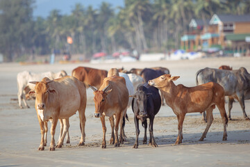 Vaches sur la plage de Goa en Inde