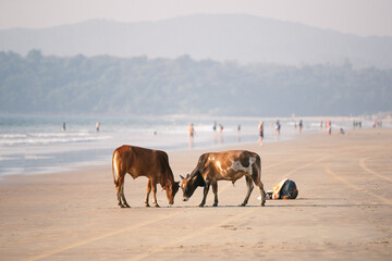 Vaches sur la plage de Goa en Inde