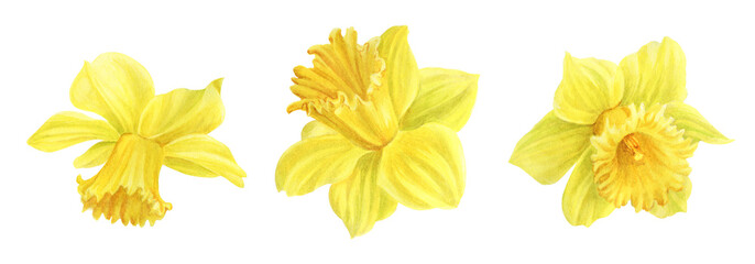 Watercolor illustration of yellow daffodils in botanical style. Spring flowers on a white background.