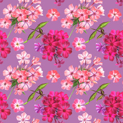 Watercolor seamless pattern of  flowers violet, pink, coral phlox in botanical style.