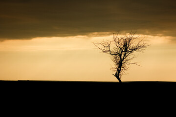 A Beautiful tree silhouette on nature in park background