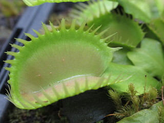 Pułapka łowna Dionaea muscipula