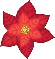 red Christmas flower Poinsettia, branches, spruce, and red berries illustration isolated on transparent, png