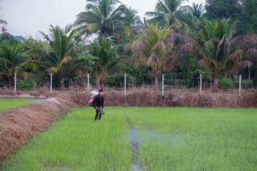 Fototapeta na wymiar A farmer from Asia is using a Knapsack Mist Duster to plant chemical fertilizers on his green rice farm
