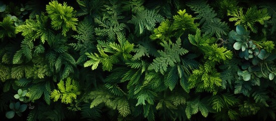 forest with aerial top view, forest ecosystem on green background