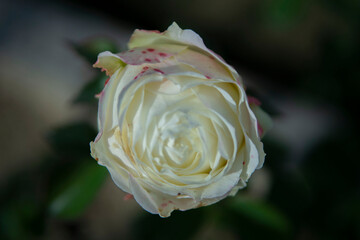 white rose with red dots - Powered by Adobe