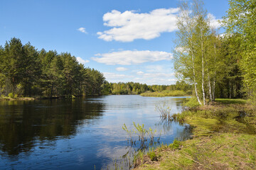 Forest river in May.