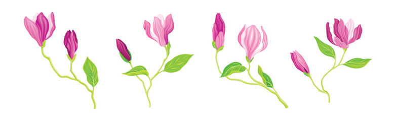 Pink Magnolia Flower with Green Stem and Leaf Vector Set © Happypictures