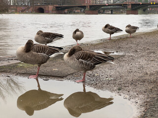 Eine europäische Wildgans steht an einem Fluss. Der Kopf ist unter einem Flügel und sie steht auf...