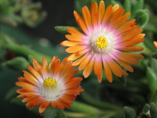 Zbliżenie na kwiat Delosperma cooperi