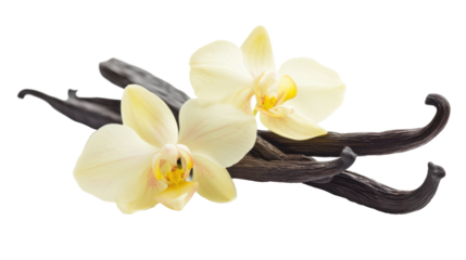 Vanilla sticks with flowers on transparent background
