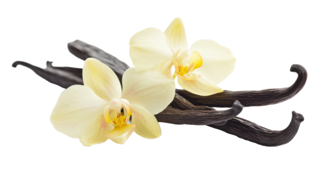 Vanilla sticks with flowers on transparent background