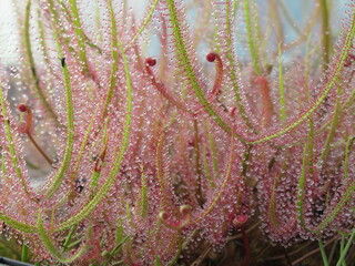 Zbliżenie na lepkie pułapki rośliny z gatunku drosera binata