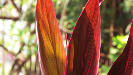 Colorful leaves of garden plants