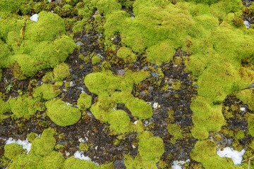  Natural moss background that can be used as backgrounds and textures. Natural moss on a rock wall. Green moss pattern.