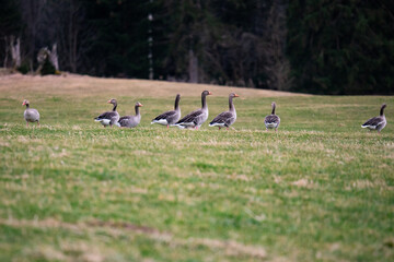 flock of geese
