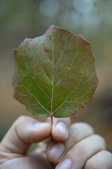 A man's hand holding an aspen leaf. Populus tremula leaf. Tree of life concept. A tree in a leaf.