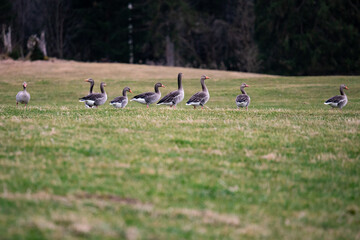 geese on the grass