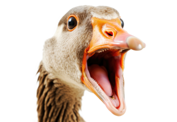Portrait of screaming goose isolated on transparent