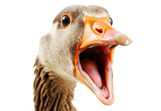 Portrait of screaming goose isolated on transparent
