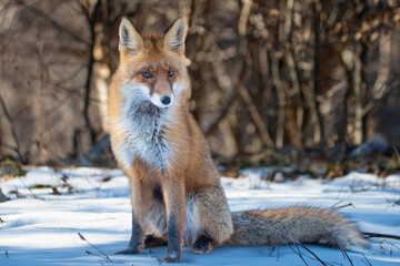 Photo of a red fox looking straight to the nature photographer. 