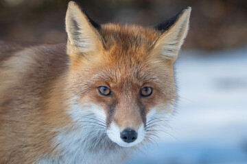 Portrait of a red fox looking straight to the camera. Wildlife photography.