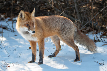 A red fox (Vulpes vulpes) searching for mice trough the snow blanket and observing any movement. 
