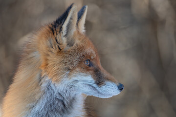 A portrait picture of a red fox. Sharp picture of a red fox in its natural environment. Vulpes vulpes portrait. A fox portrait on blurred background.