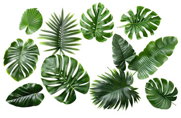 Fototapeta na wymiar Set of Tropical leaves isolated on transparent background. Beautiful tropical exotic foliage