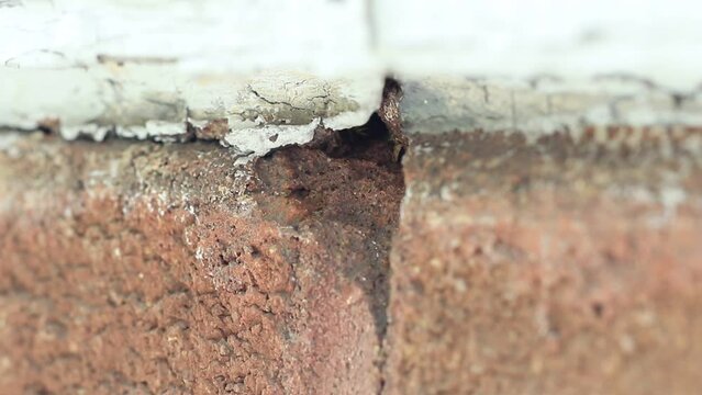 un nid de gu&ecirc;pe dans le mur de briques d'une maison