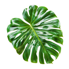 Monstera plant  leaf, the tropical evergreen vine isolated on transparent background