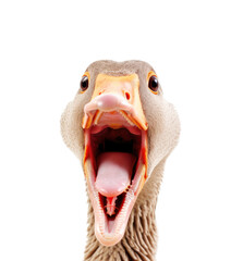 Goose doing a big honk or quack. White feathers beak wide open, calling, making noises isolated on transparent