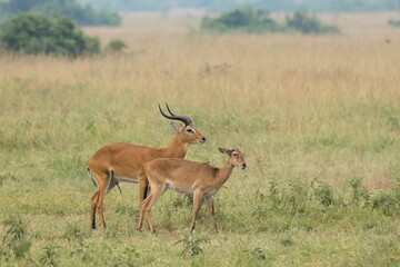 antelope in the savannah