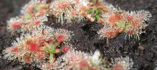 Zbliżenie na niewielki rośliny z gatunku drosera © Kumulugma