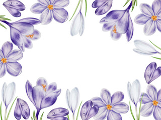 Naklejka na ściany i meble Watercolor frame with white and purple blooming crocus flower isolated on white background. Spring and easter botanical hand painted template saffron illustration. For designers, wedding, deco