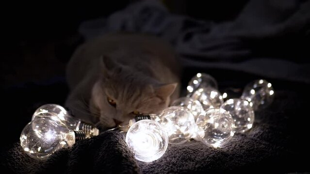 Playful Fluffy Cat Playing with Glowing Decorative Light Bulbs in Dark Room. Close up. Garland of Christmas lights with warm light. Dark background. Indoors. New Year. Pets. Evening. Cozy atmosphere.