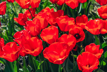 Fototapeta premium red tulips in the garden