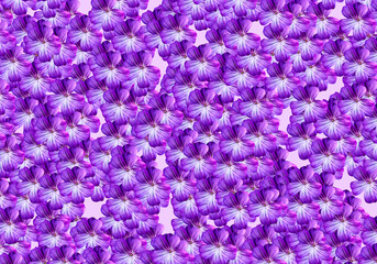 Obraz premium violet flowers background 