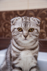portrait of a Scottish fold cat of brindle coloring