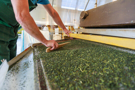 Man works at tea processing line.