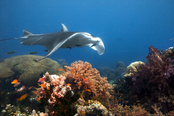 Manta ray swimming over coral reef.